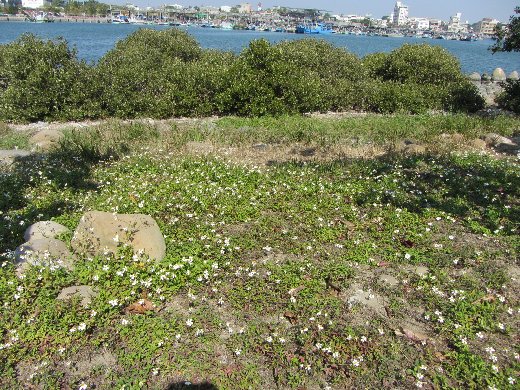 台南安平港港濱歷史公園