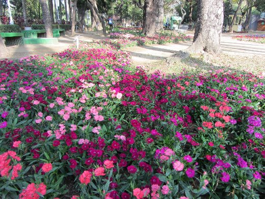 台南公園百花祭