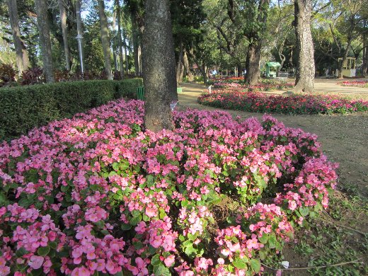 台南公園百花祭