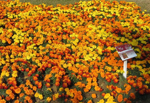 台南公園百花祭