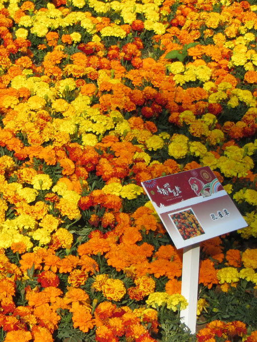 台南公園百花祭