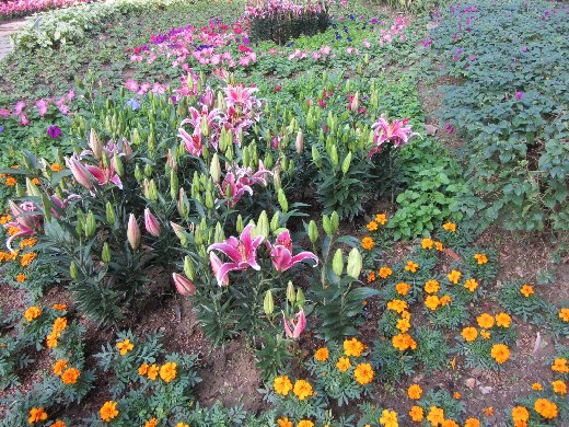 台南公園百花祭 百合花