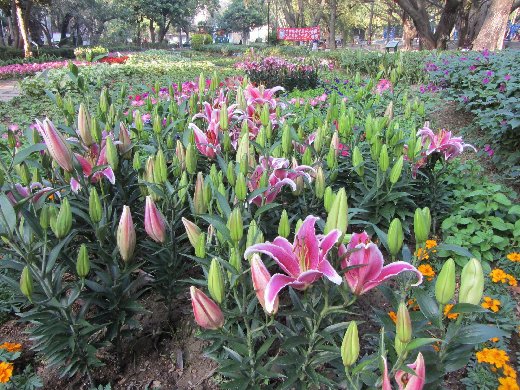 台南公園百花祭 百合花