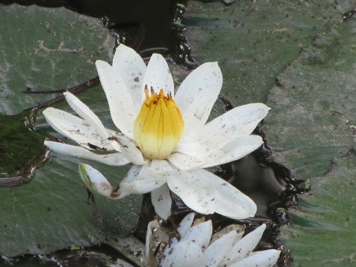 台南公園百花祭 蓮花