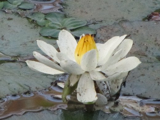 台南公園百花祭 蓮花