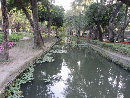 台南公園百花祭 蓮花