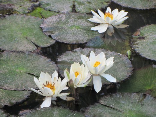 台南公園百花祭 蓮花