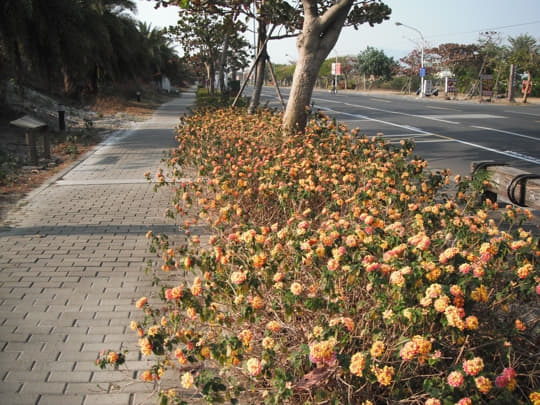 高雄旗津島 旗津三路