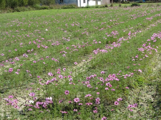 高雄美濃 泰安路 花田