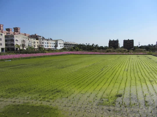 高雄美濃 泰安路 花田