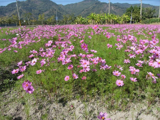 高雄美濃 泰安路 花田