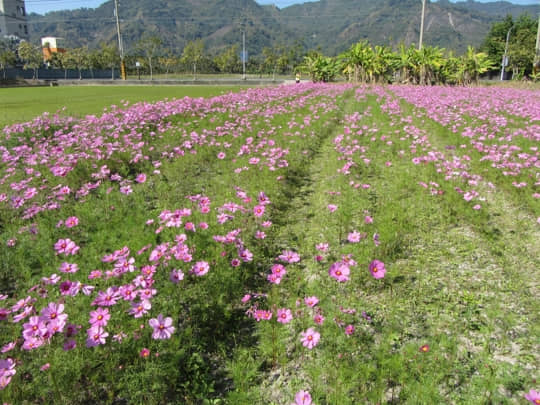 高雄美濃 泰安路 花田