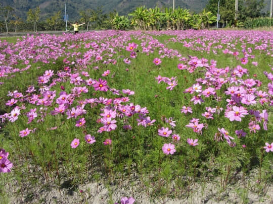 高雄美濃 泰安路 花田