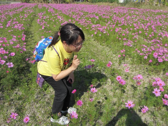 高雄美濃 泰安路 花田