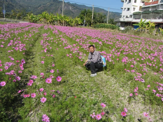 高雄美濃 泰安路 花田