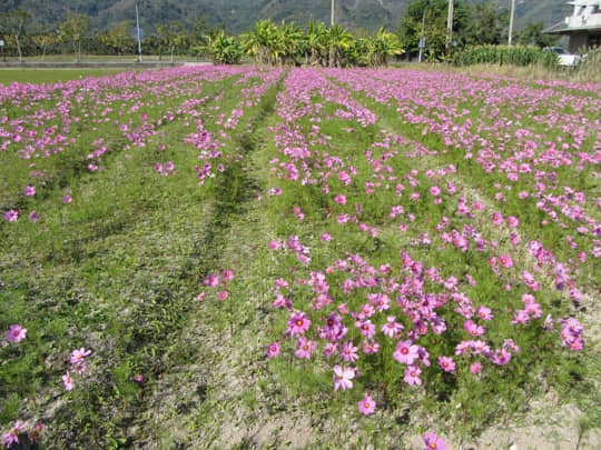 高雄美濃 泰安路 花田