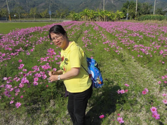 高雄美濃 泰安路 花田