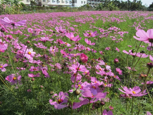 高雄美濃 泰安路 花田