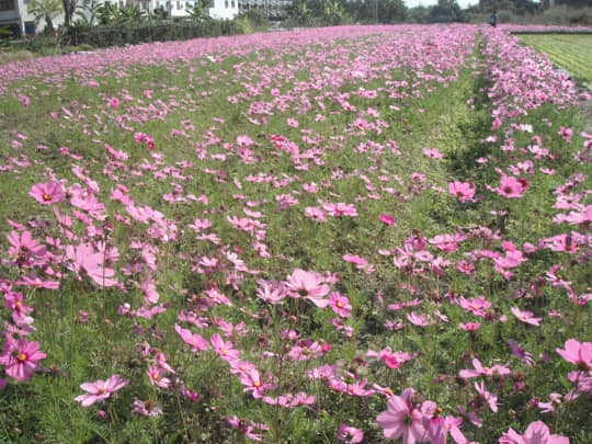 高雄美濃 泰安路 花田