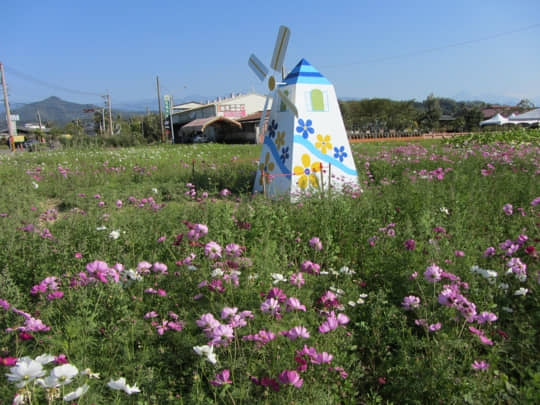 高雄美濃 中正湖花田區