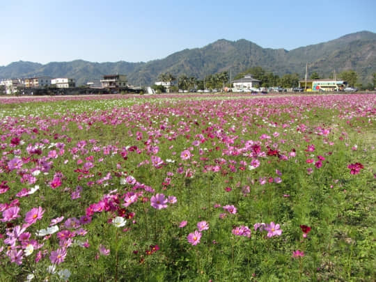 高雄美濃 中正湖花田區