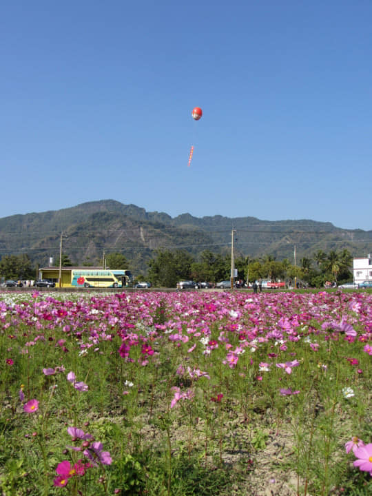 高雄美濃 中正湖花田區