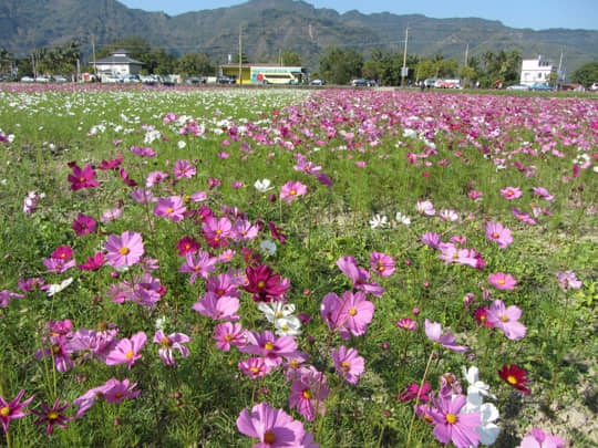 高雄美濃 中正湖花田區