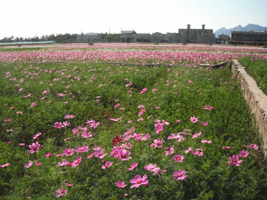 高雄美濃 中正湖花田區