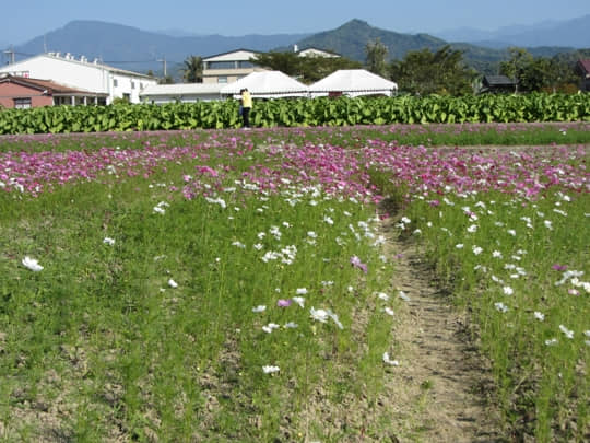 高雄美濃 中正湖花田區