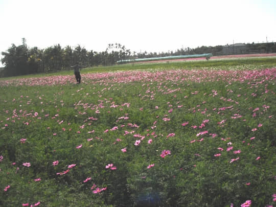 高雄美濃 中正湖花田區