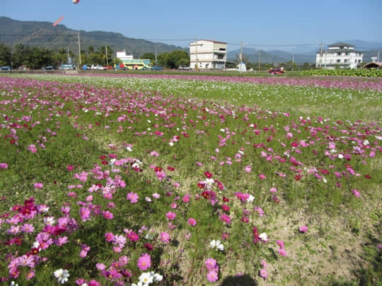 高雄美濃 中正湖花田區