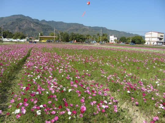 高雄美濃 中正湖花田區