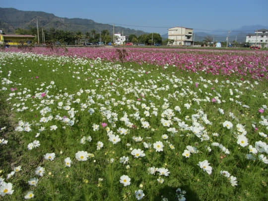 高雄美濃 中正湖花田區