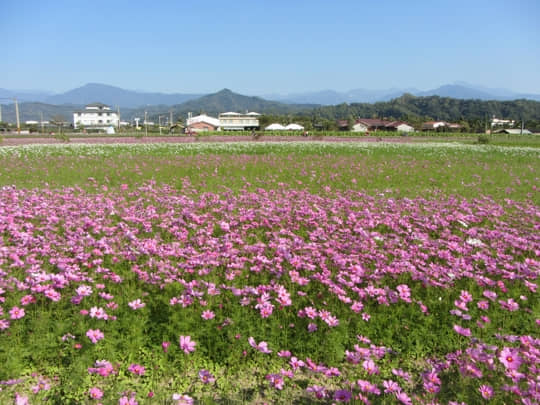 高雄美濃 中正湖花田區