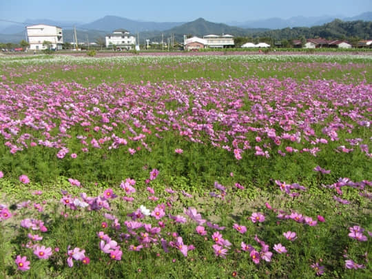 高雄美濃 中正湖花田區