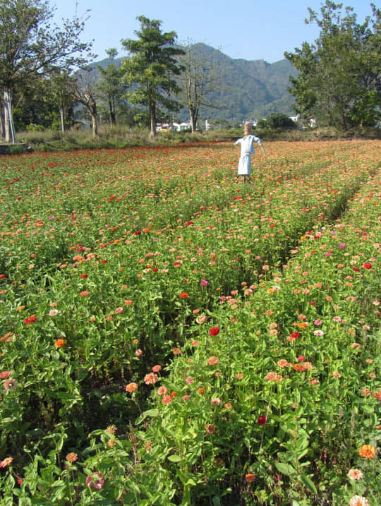 高雄美濃 中正湖波斯菊花田