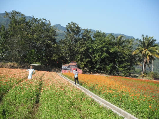 高雄美濃 中正湖波斯菊花田