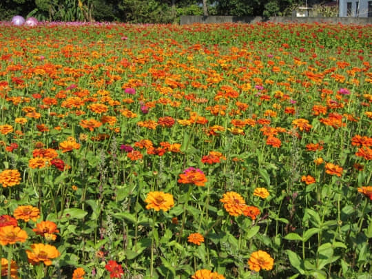 高雄美濃 中正湖波斯菊花海