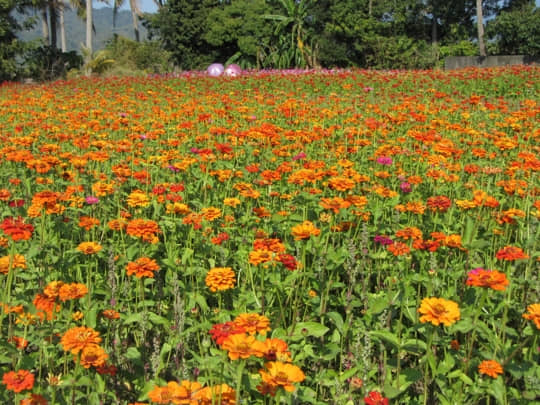 高雄美濃 中正湖波斯菊花海