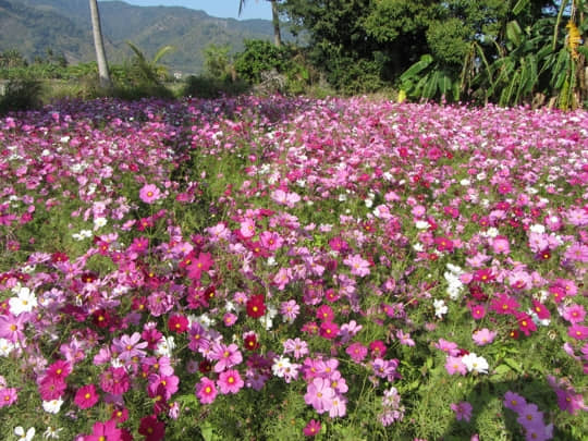 高雄美濃 中正湖波斯菊花田