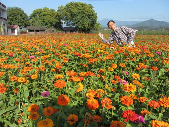 高雄美濃 波斯菊花海