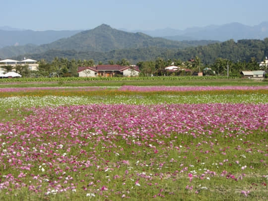 高雄美濃 美濃民權路 花海