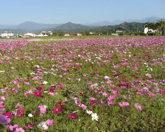 高雄美濃 美濃民權路 花海