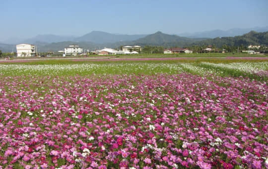 高雄美濃 美濃民權路 花海