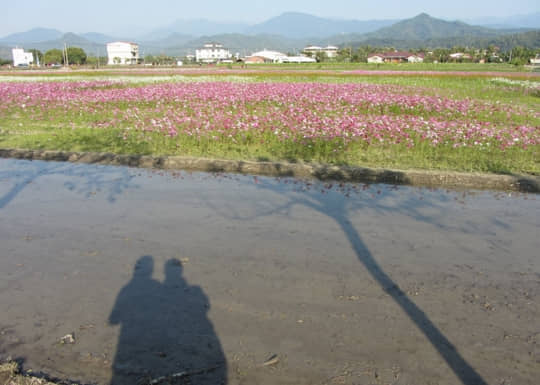 高雄美濃 美濃民權路 花海