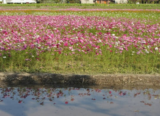 高雄美濃 美濃民權路 花田