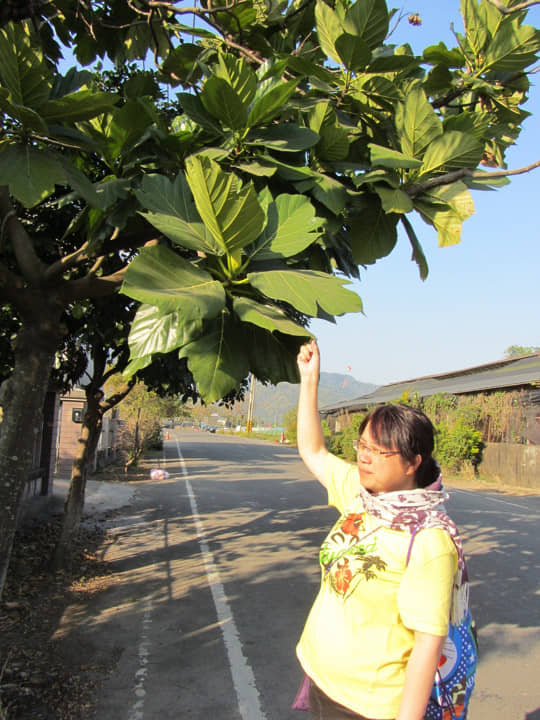 高雄美濃 美濃民權路