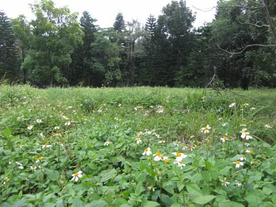 台東森林公園 花田和樹林