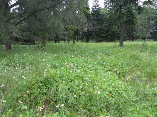 台東森林公園 花田和樹林