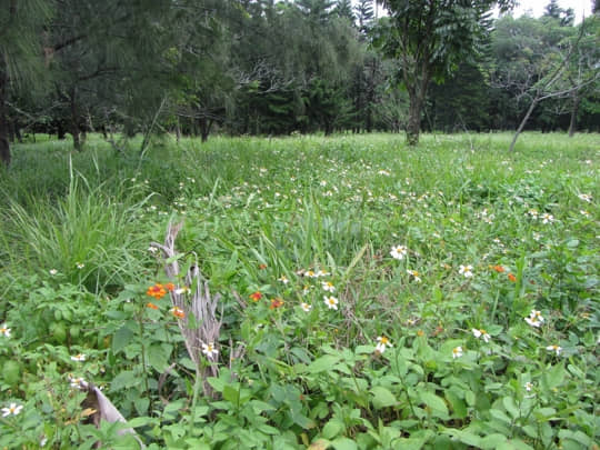 台東森林公園 花田和樹林